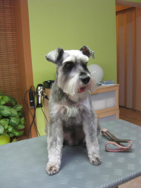 Pepe, Zwergschnauzer